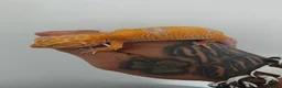 Leopard Gecko reptiles for sale: Tremper Albino Tang Leopard geckos for sale  - Advert 6