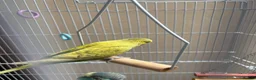 Budgerigars birds for sale: Pair of budgies  - Advert 2