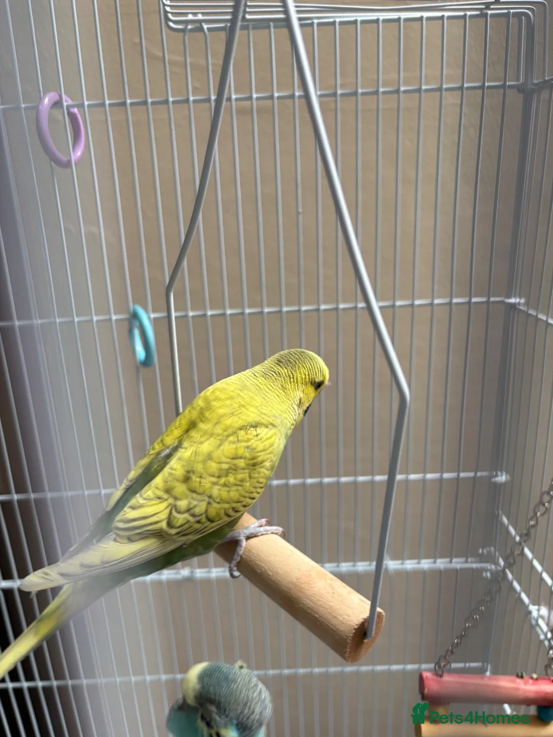 Budgerigars birds for sale: Pair of budgies  - Advert 2