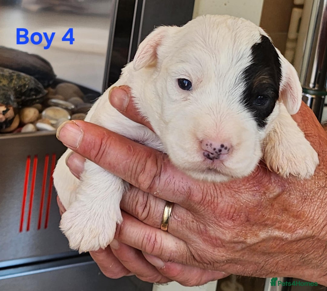 Sealyham Terrier dogs for sale: Sealyham terrier puppy’s  - Image 6