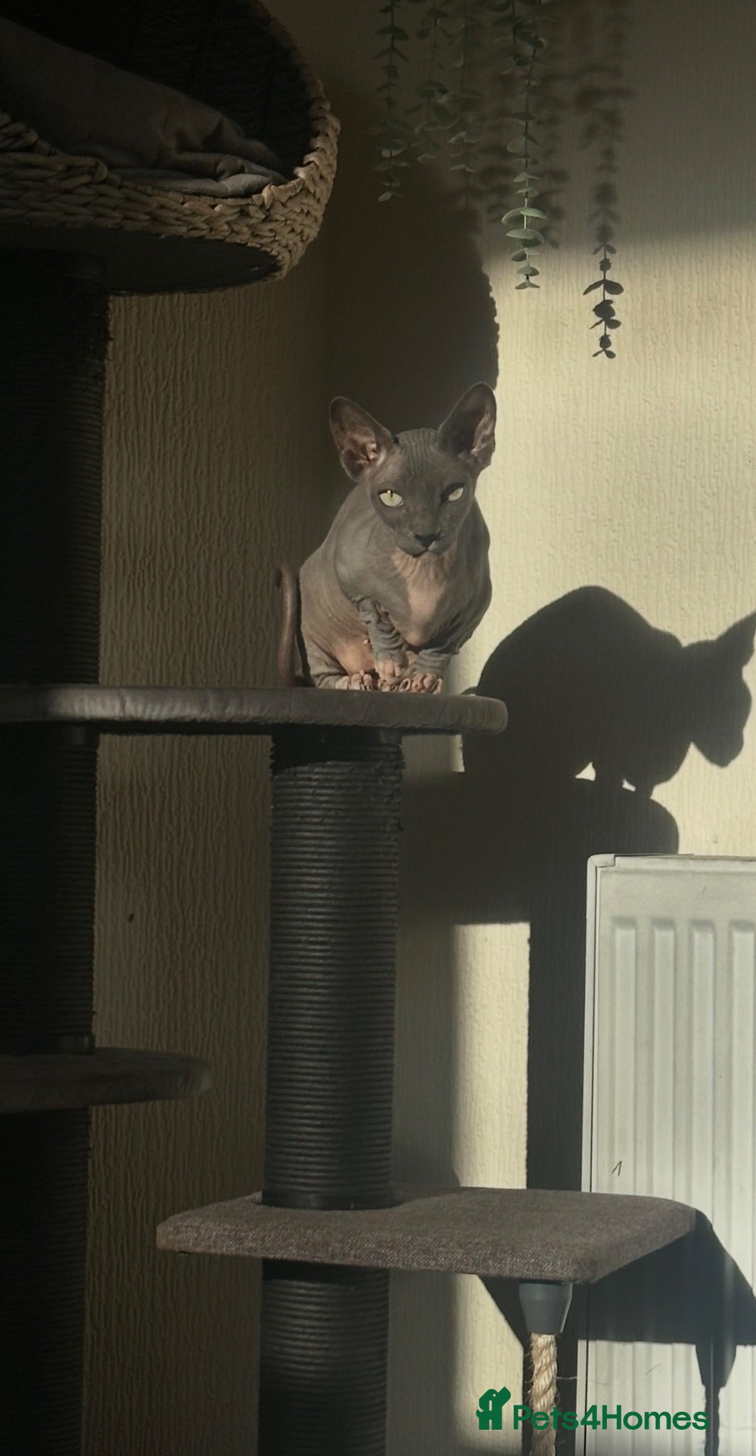 Sphynx cats Bambino female for sale  - Advert 1
