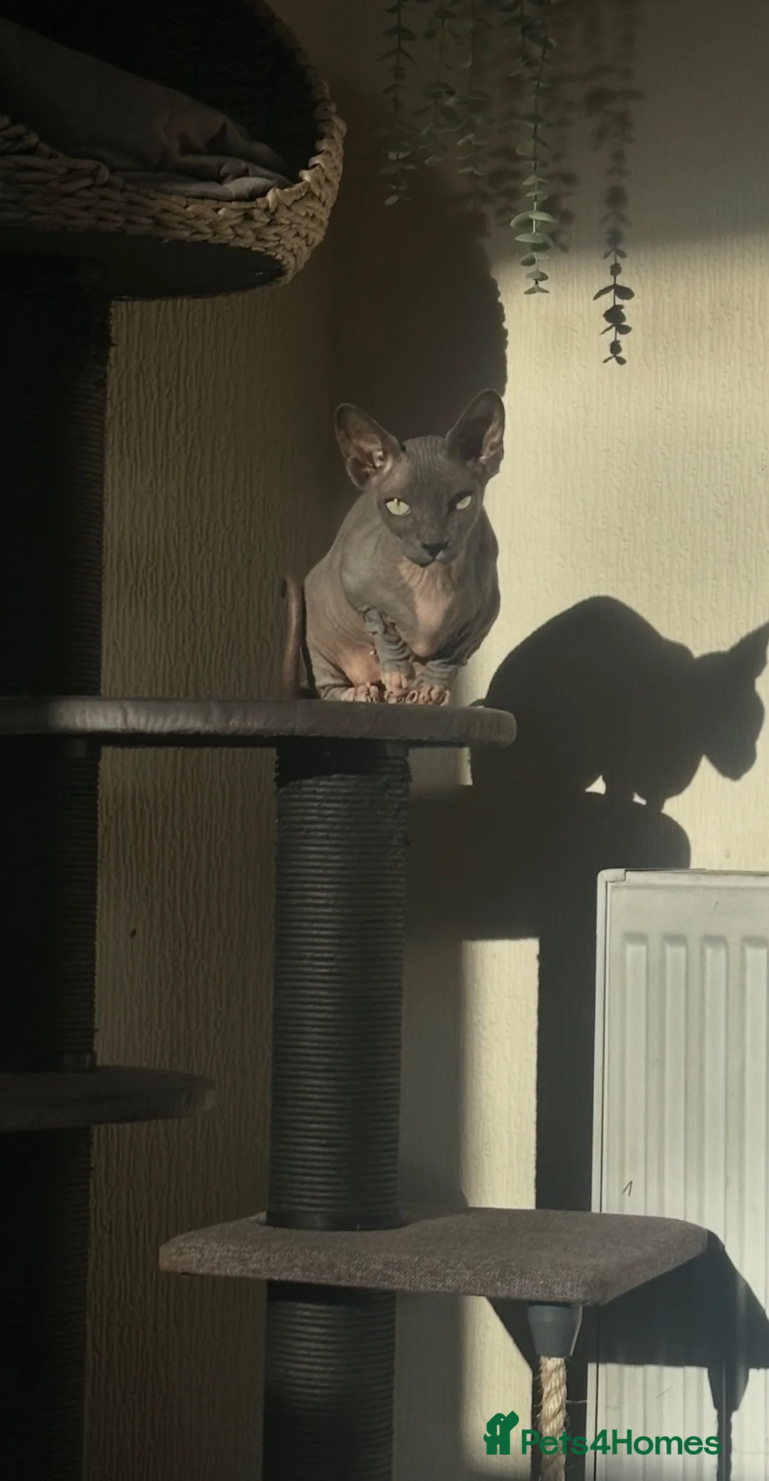 Sphynx cats for sale: Bambino female for sale  - Advert 1