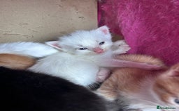 Mixed Breed cats for sale: Beautiful kittens  - Image 12
