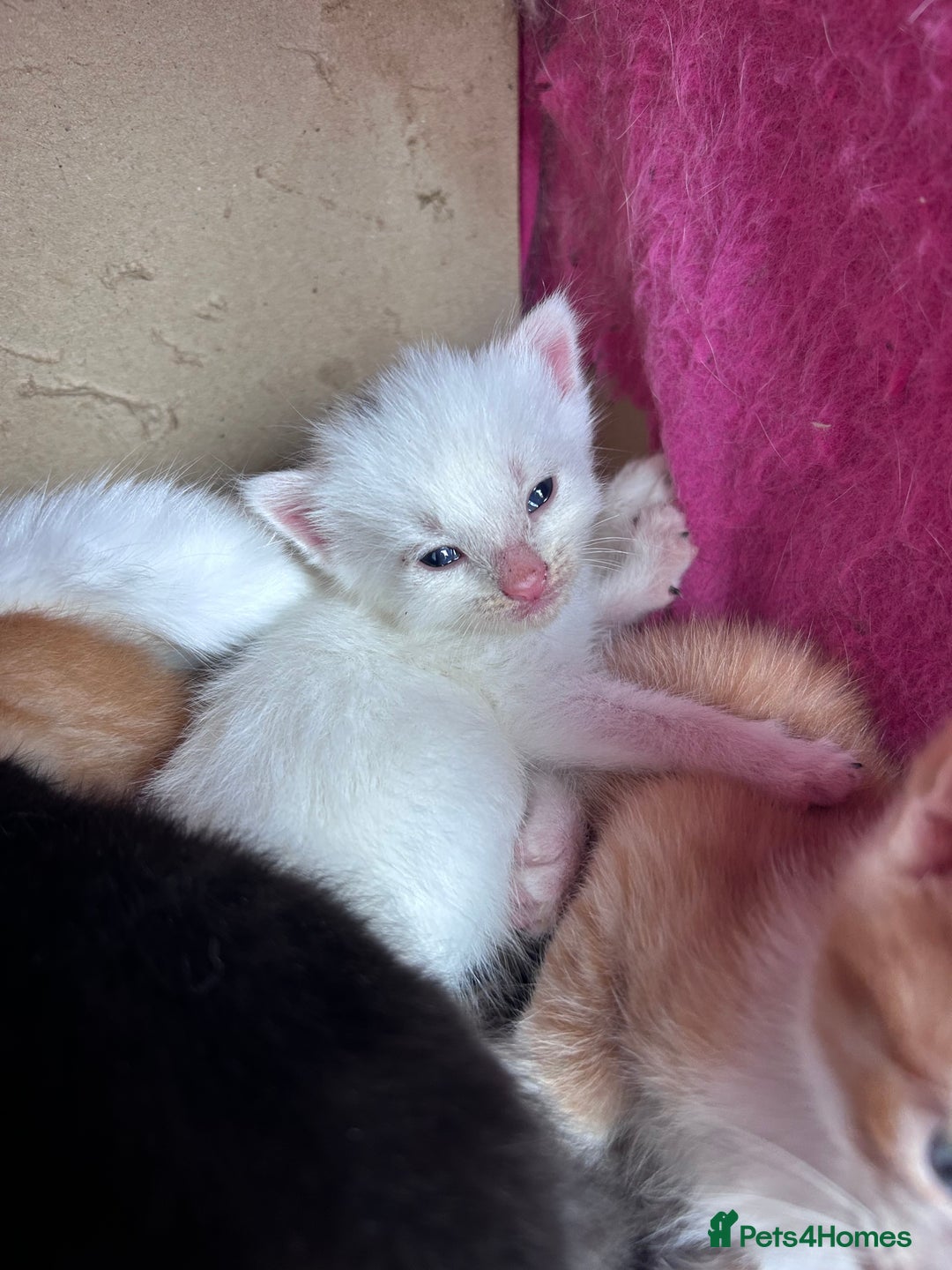 Mixed Breed cats for sale: Beautiful kittens  - Image 12