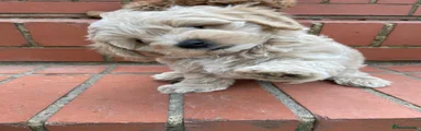 Maltipoo 1