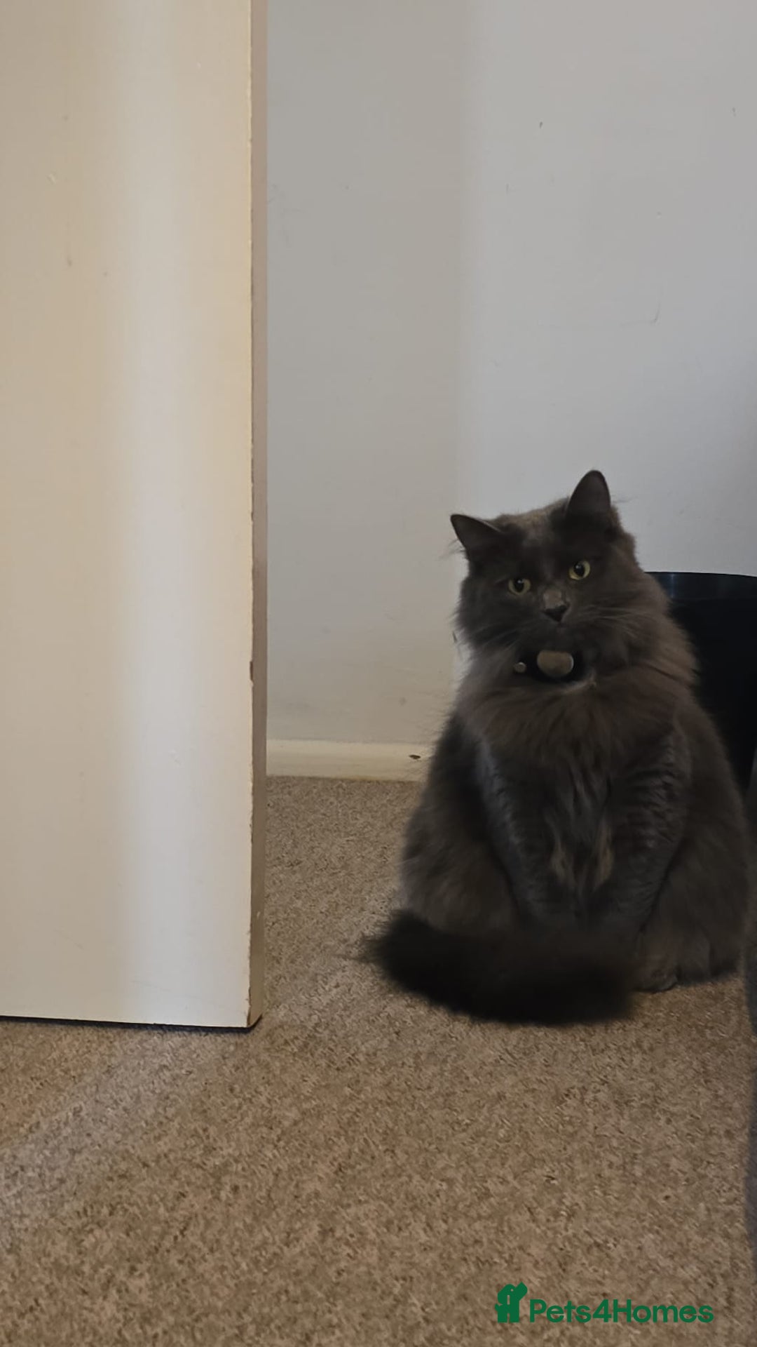 Mixed Breed cats for sale: Beautiful girl  - Advert 3