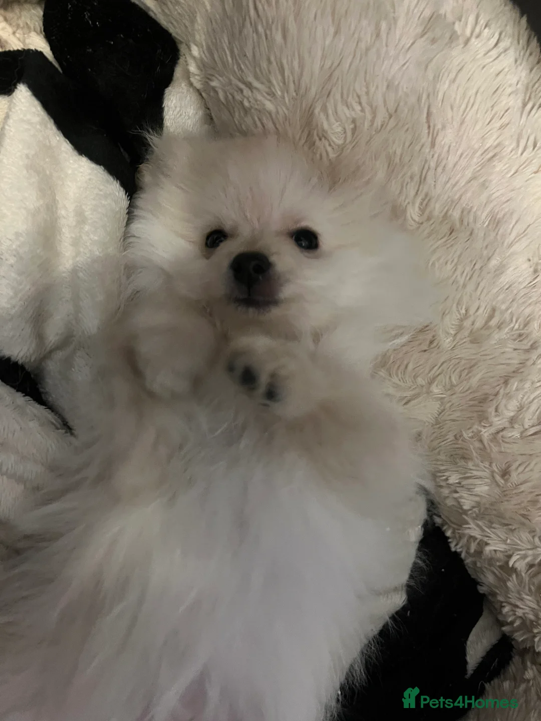 Pomeranian dogs for sale: Stunning white fluffy bear  - Advert 2