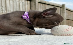 French Bulldog dogs for sale: Hikema X Cheeko (French bulldogs) - Image 4