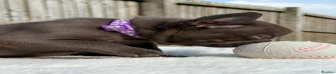 Purple collar 