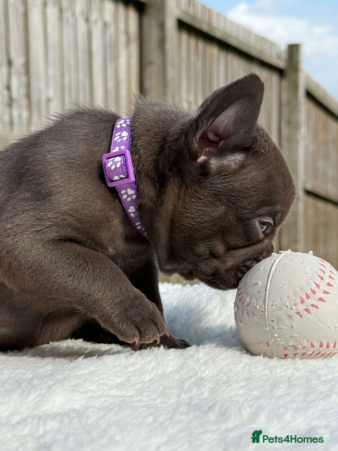 French Bulldog dogs for sale: Hikema X Cheeko (French bulldogs) - Image 4
