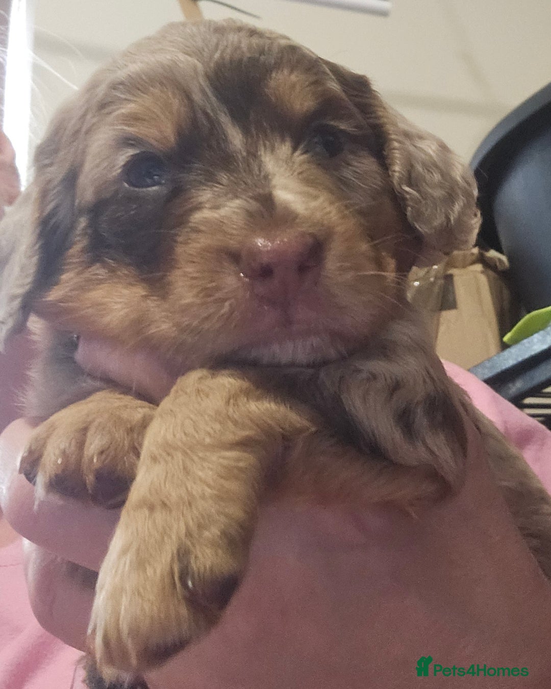 Cockapoo dogs for sale: The best cockapoos  - Image 15