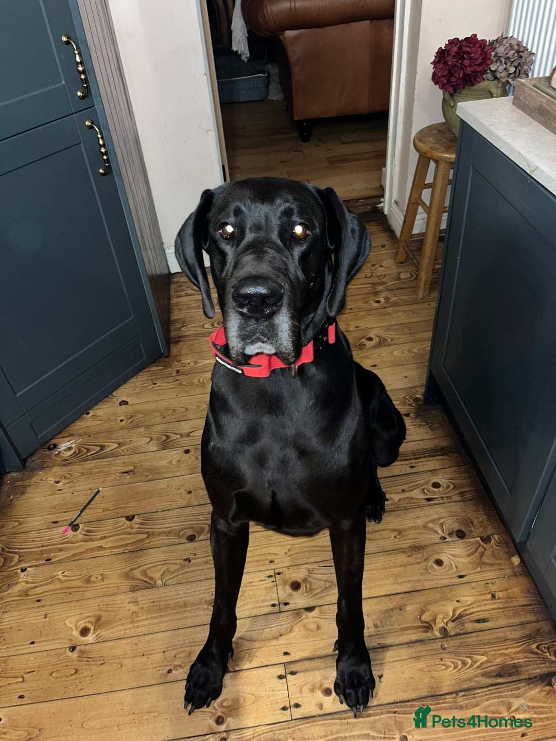 Great Dane dogs for stud: Solid Black Great Dane Stud KC Reg & Health tested - Advert 6