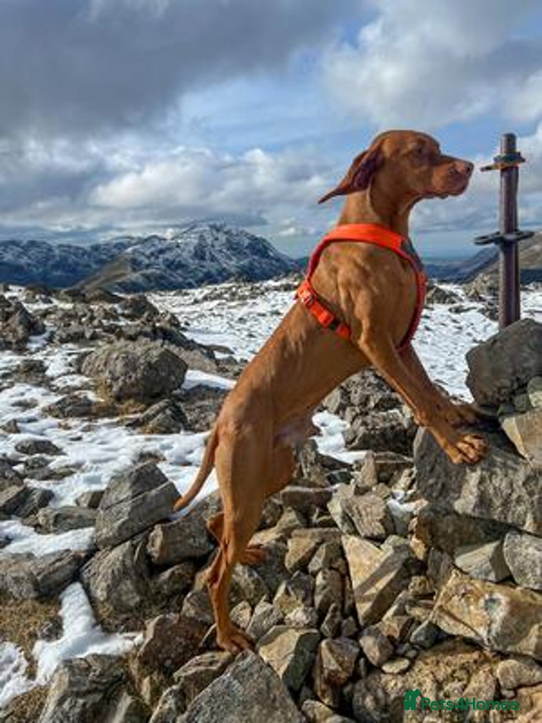 Hungarian Vizsla dogs for sale: Hungarian Vizsla Puppies - Advert 11