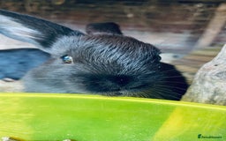 Mixed Breed rabbits for sale: Baby rabbits - Image 4