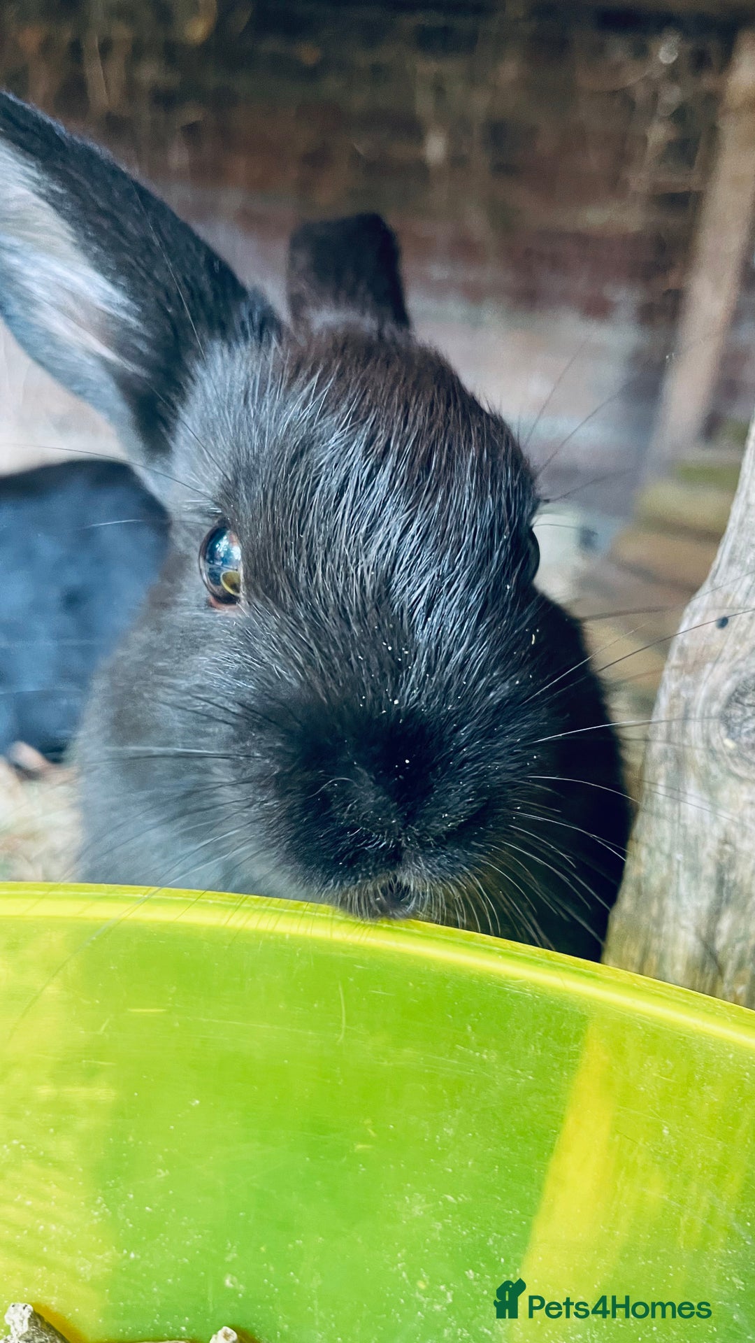 Mixed Breed rabbits for sale: Baby rabbits - Image 4
