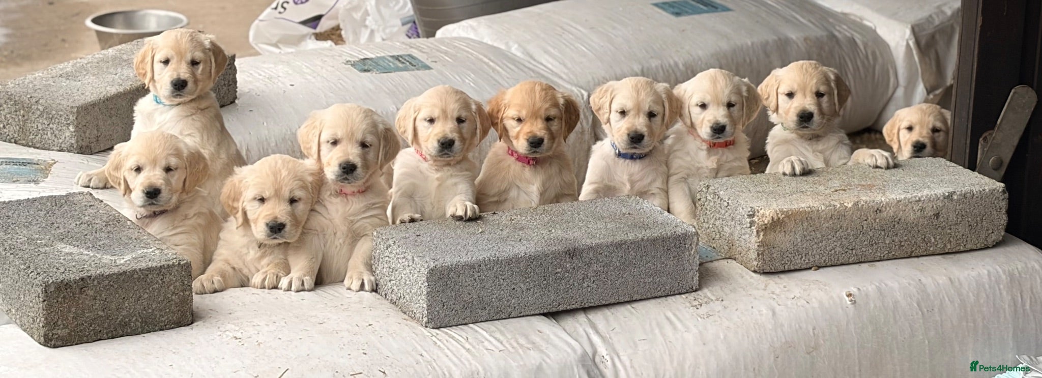 Golden Retriever dogs Golden Retriever Puppies - Advert 5