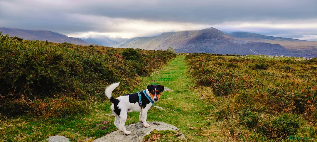 Jack Russell dogs for stud: Chip (the stud) - Advert 2