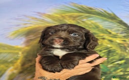 Sprocker dogs for sale: Sproker last beautiful chocolate boy.   - Image 33