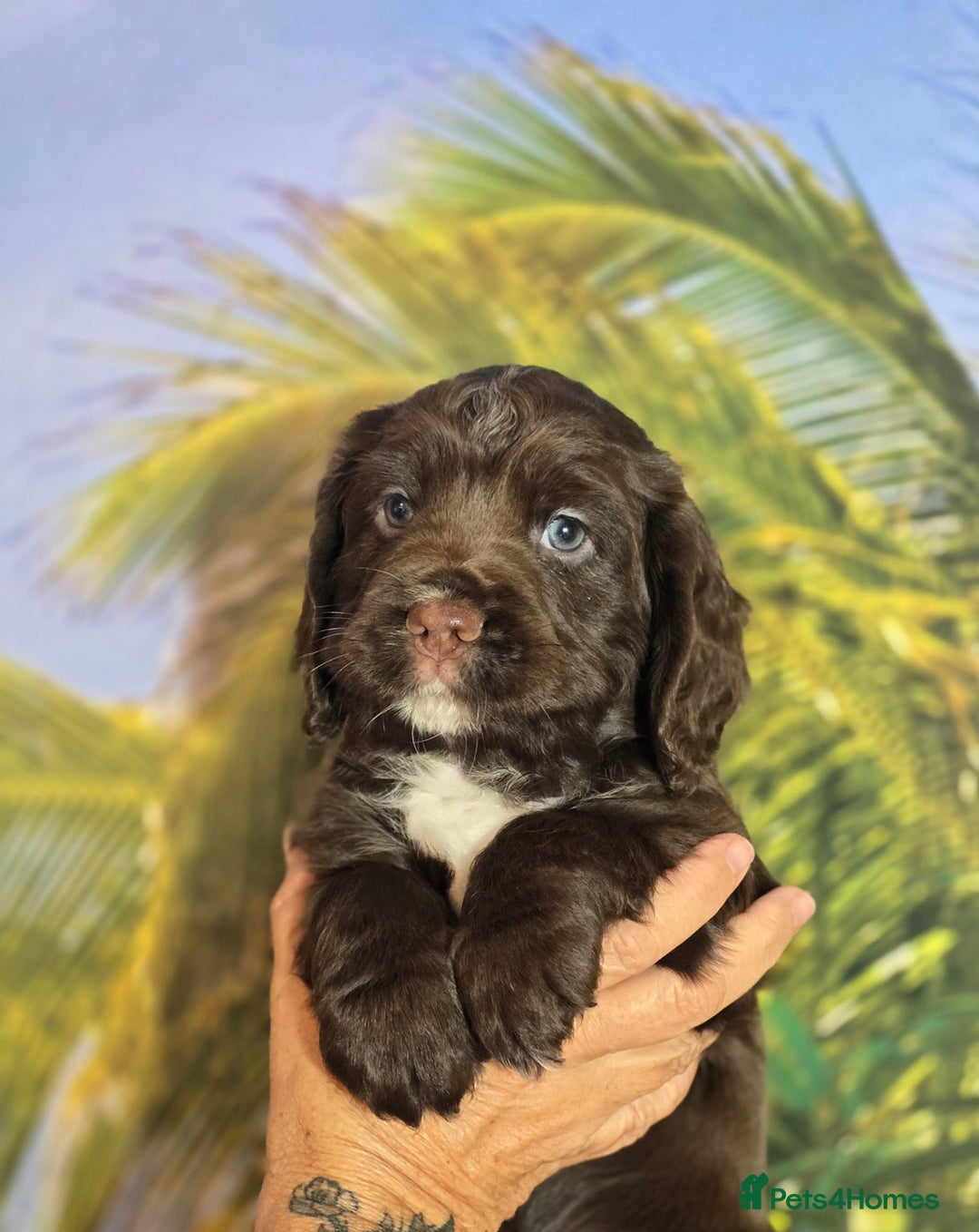 Sprocker dogs for sale: Sproker last beautiful chocolate boy.   - Image 33