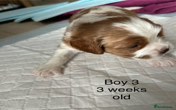 Cavapoo dogs for sale: Stunning Cavapoo puppies  - Image 15