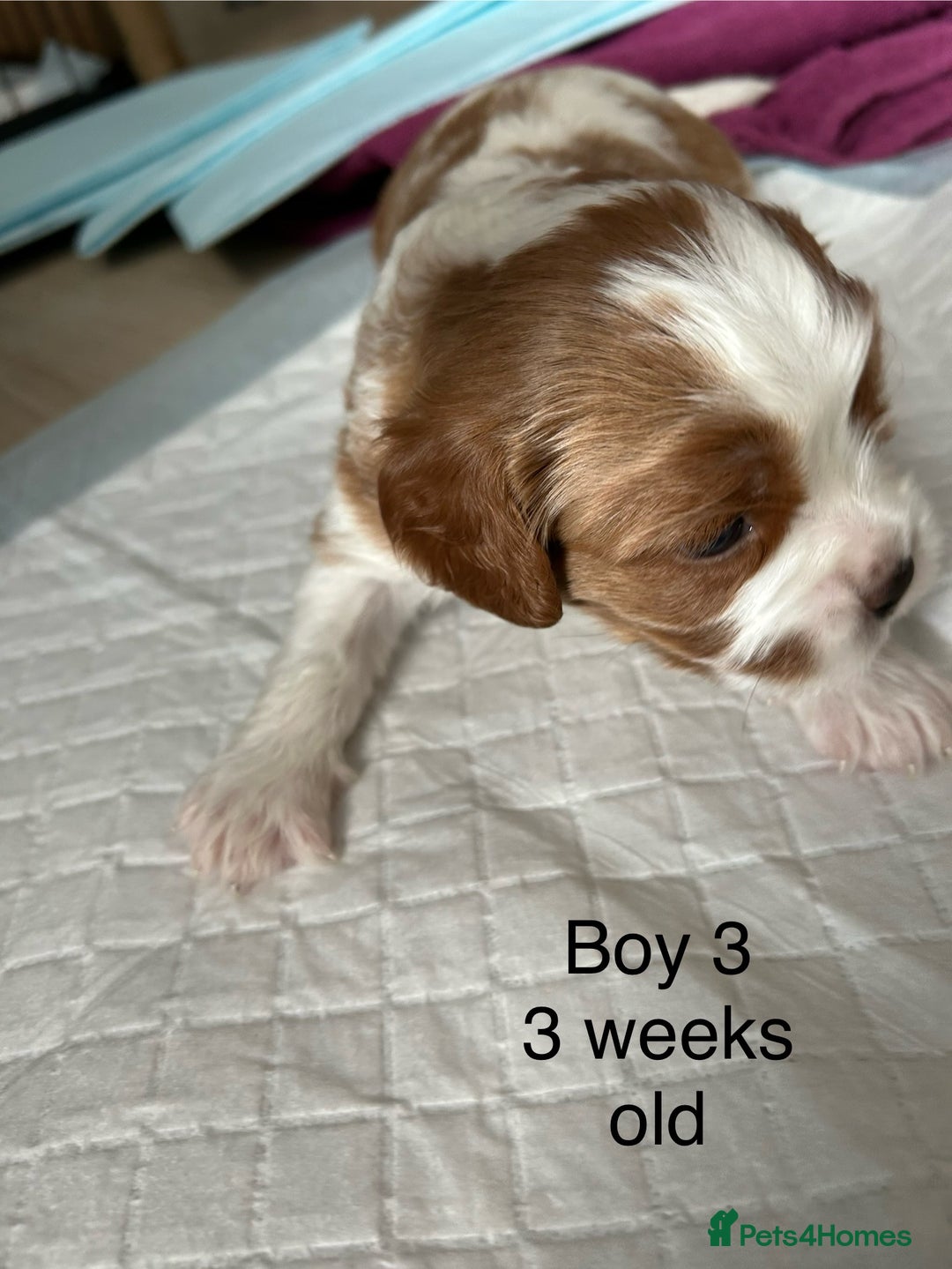 Cavapoo dogs for sale: Stunning Cavapoo puppies  - Image 15