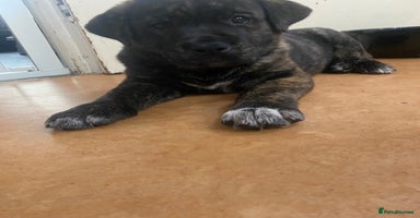 Mixed Breed dogs - Advert 15