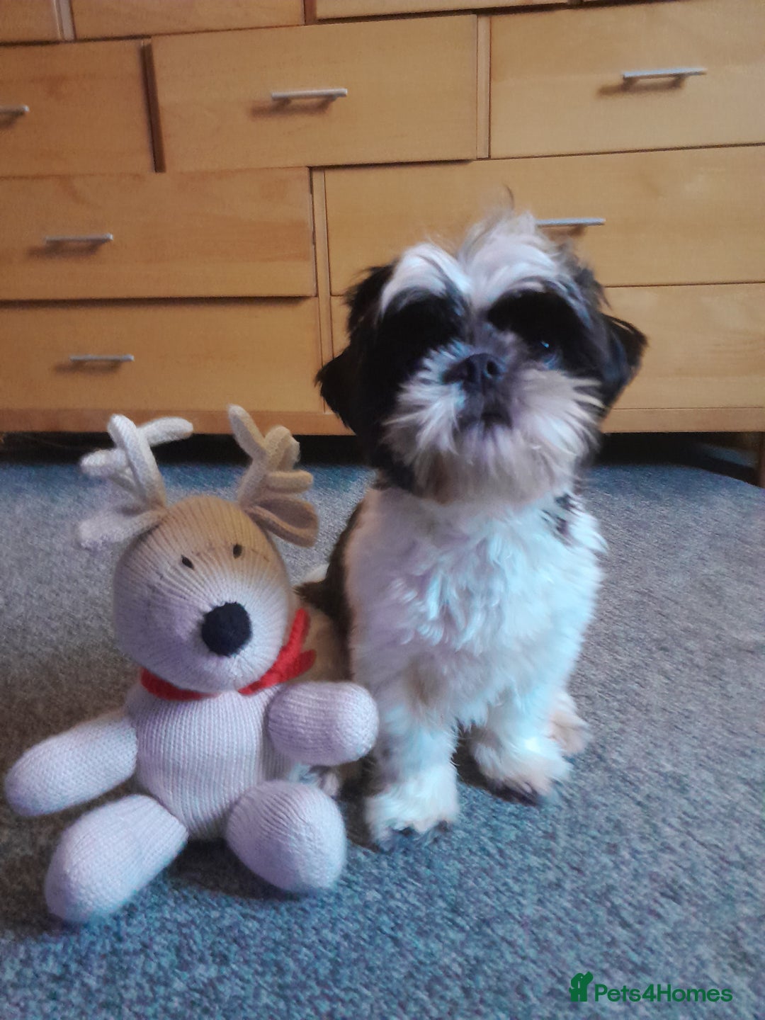 Shih Tzu dogs for sale: Albert in Aylesbury - Image 5