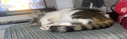 Mixed Breed cats for sale: Cat for new home - Moon in Oldham - Advert 5