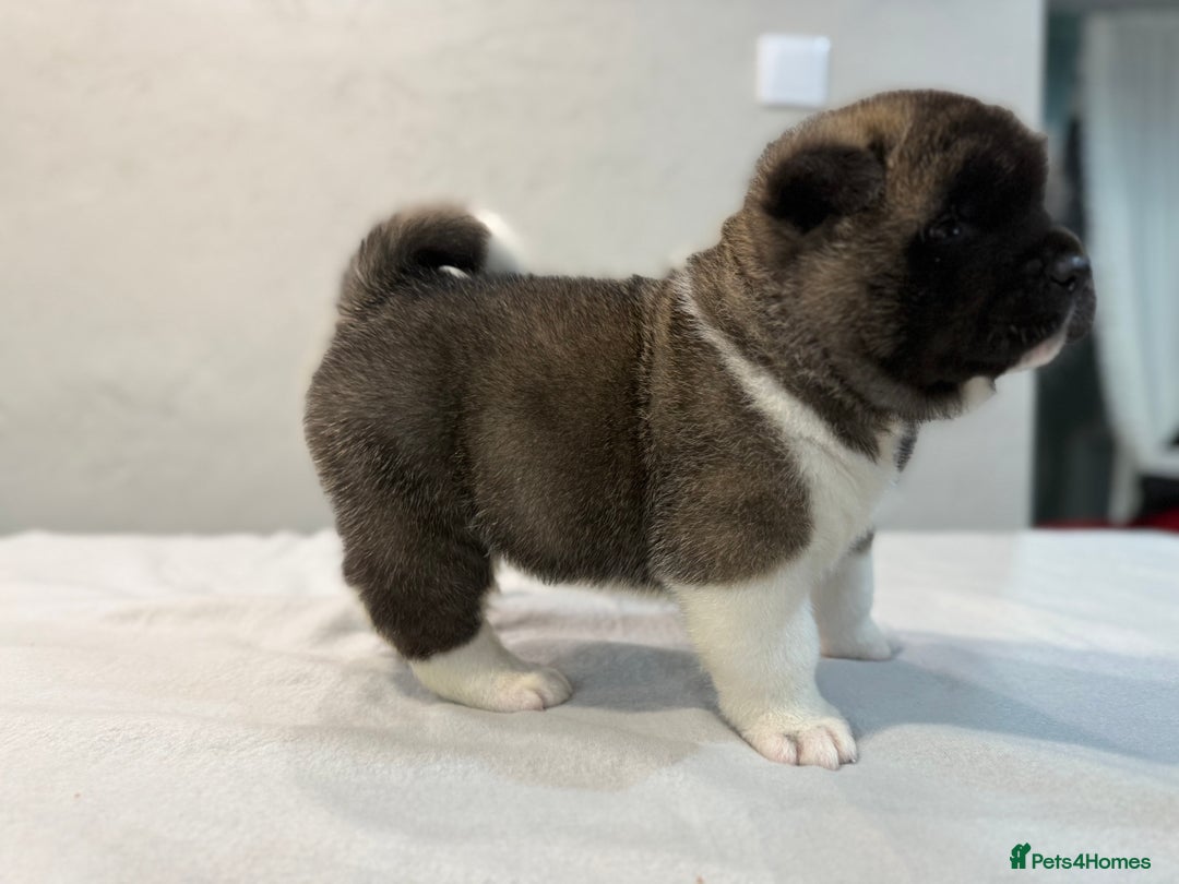 Akita dogs for sale: AMERICAN AKITA LOOKING FOR HOME - Advert 12