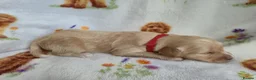 Goldendoodle dogs for sale: Health tested Australian Double Doodles - Advert 9