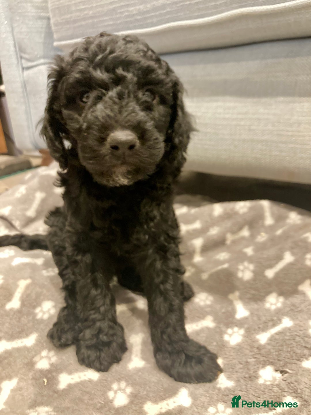 Goldendoodle dogs for sale: Miniature F1B Goldendoodle puppies - Advert 12