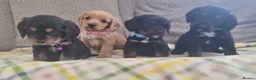 Cocker Spaniel dogs for sale: Cocker spaniel pups  - Advert 17