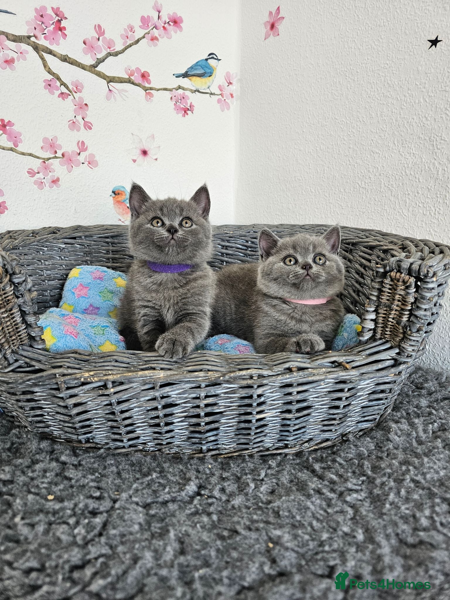 British Shorthair cats British Shorthair Kittens - Advert 1