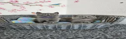 British Shorthair cats for sale: British Shorthair Kittens - Advert 1