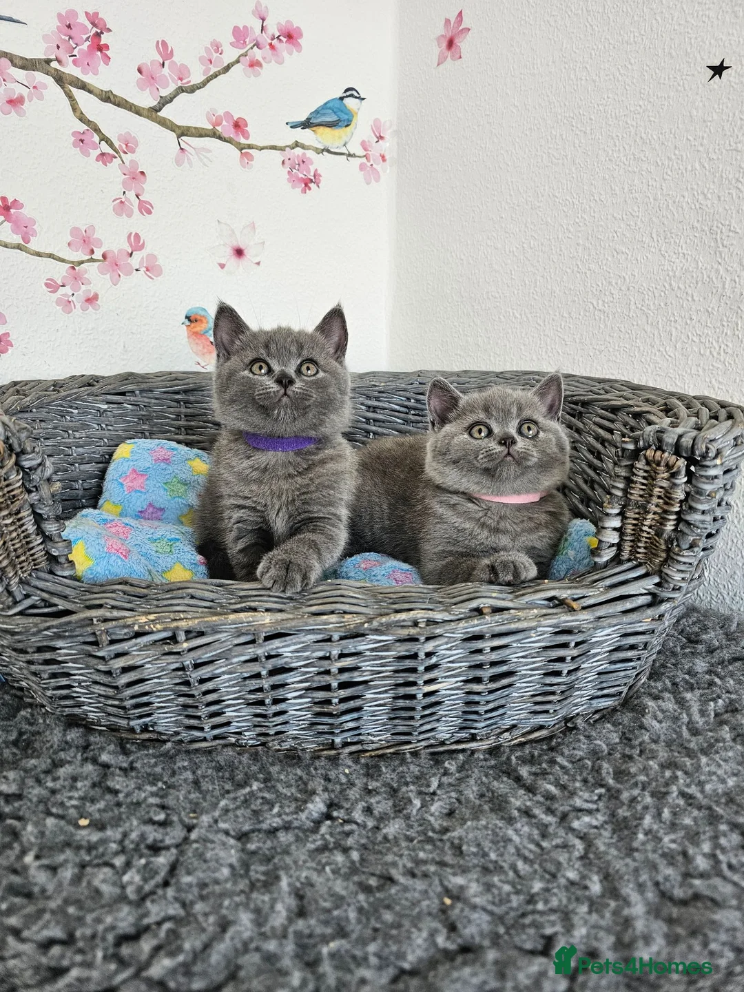 British Shorthair cats for sale: British Shorthair Kittens - Advert 1