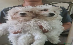 Bichon Frise dogs for sale: 2 Fluffy Bichon Frise puppies looking for a home! - Image 17