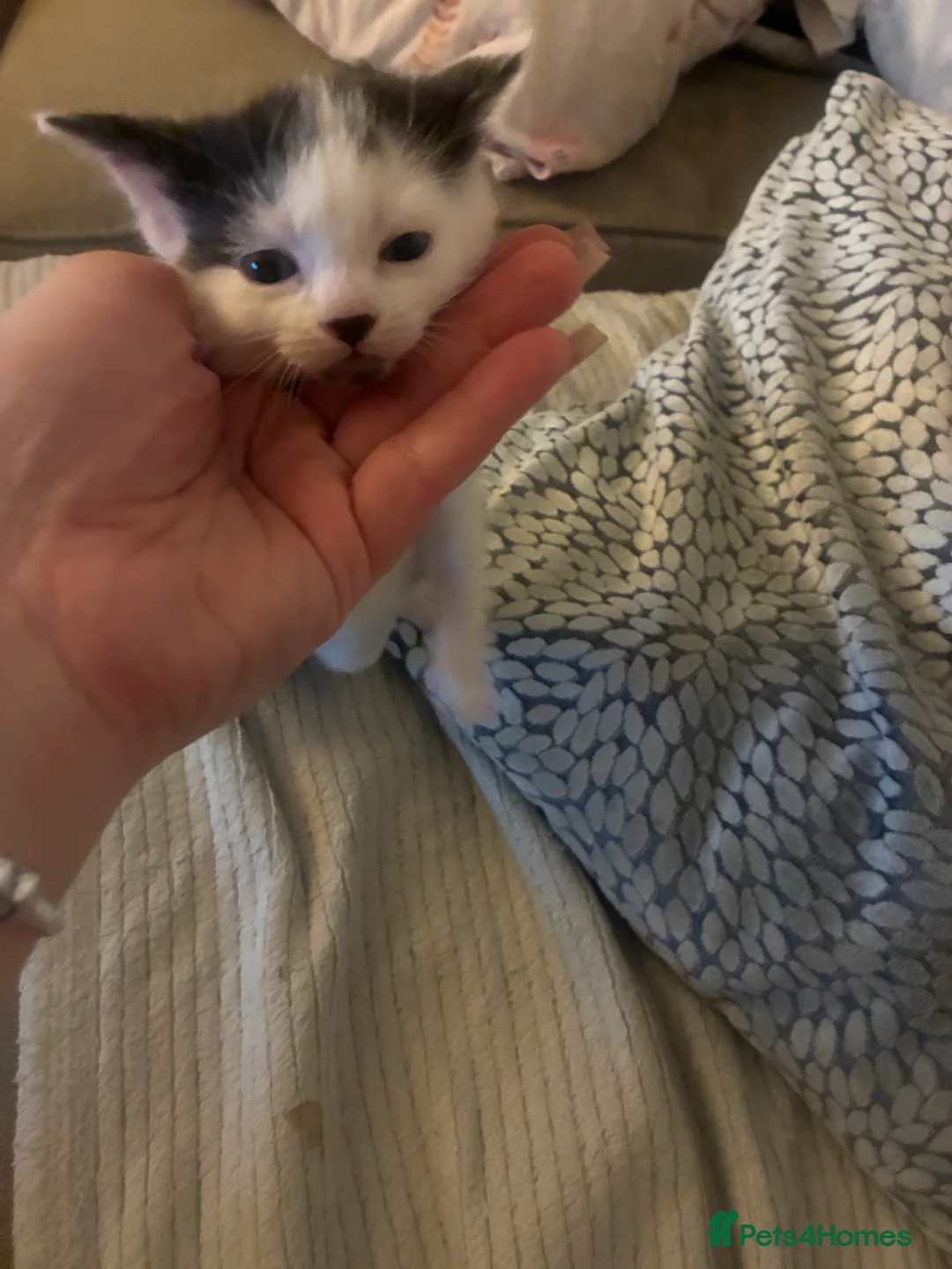 Turkish Angora cats for sale: Beautiful Turkish angora kitten  - Advert 6