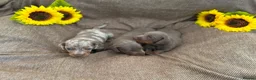 Miniature Dachshund dogs for sale: Miniature Dacshund Puppies  - Advert 4