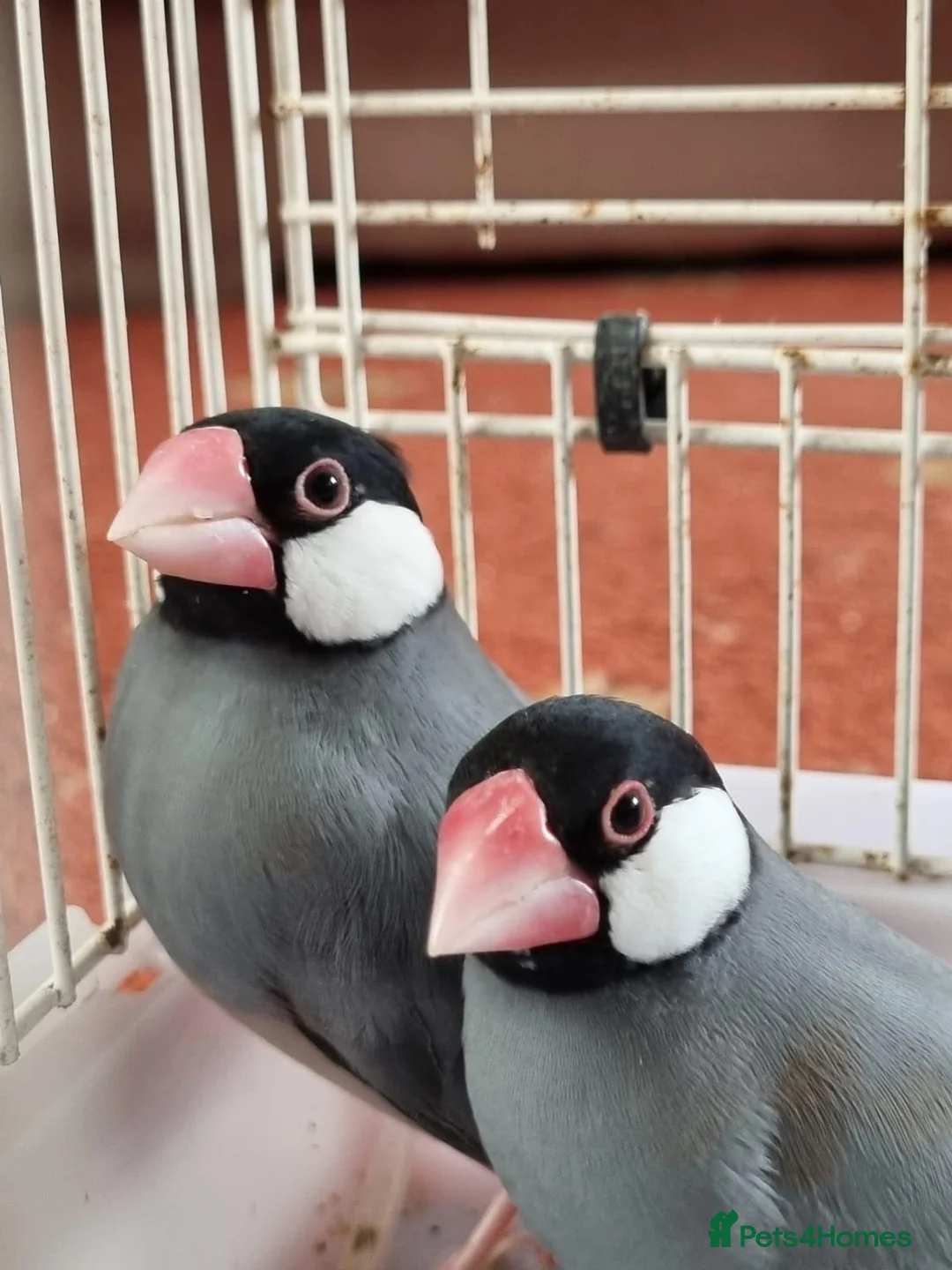 Finches birds for sale: Java finches for sale  - Advert 2