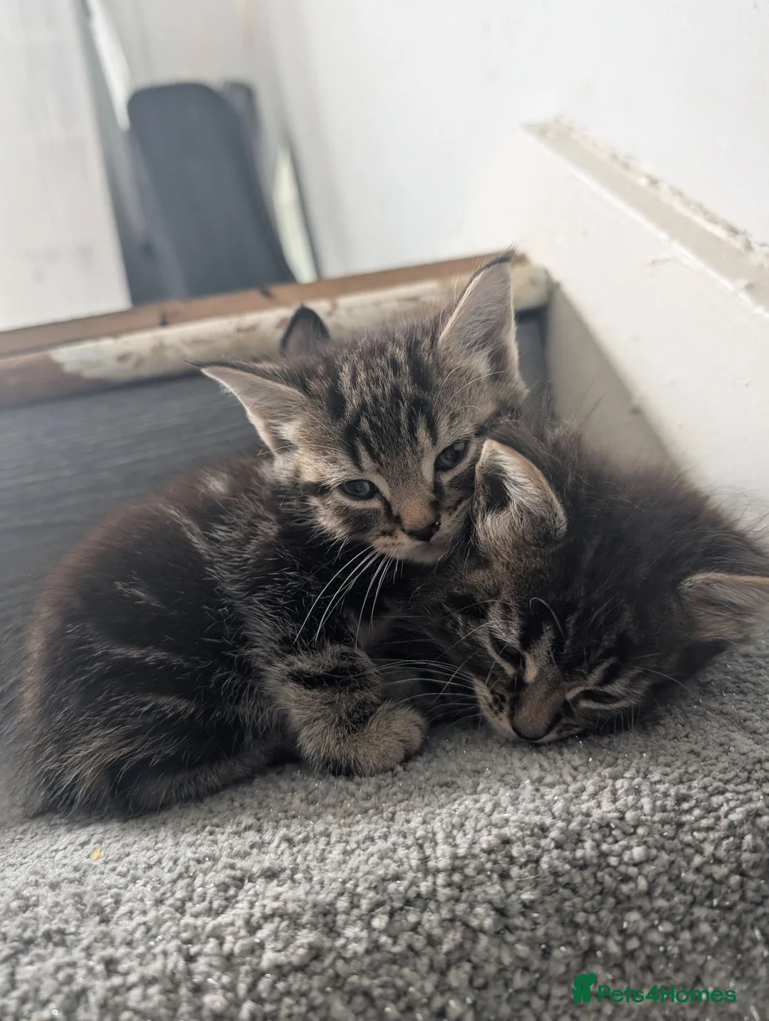 Mixed Breed cats for sale: Three gorgeous kittens ready to go in Sheffield - Advert 9