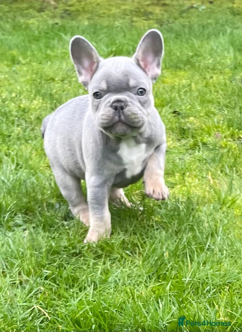 French Bulldog dogs French bulldog - Advert 2