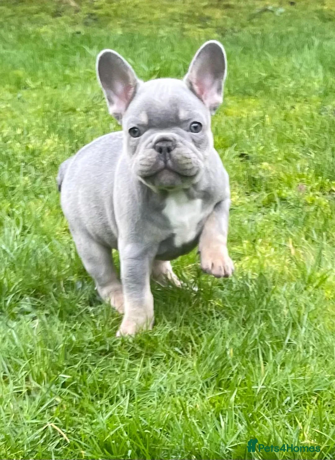 French Bulldog dogs for sale: French bulldog - Advert 1