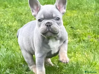 French Bulldog dogs French bulldog - Advert 2