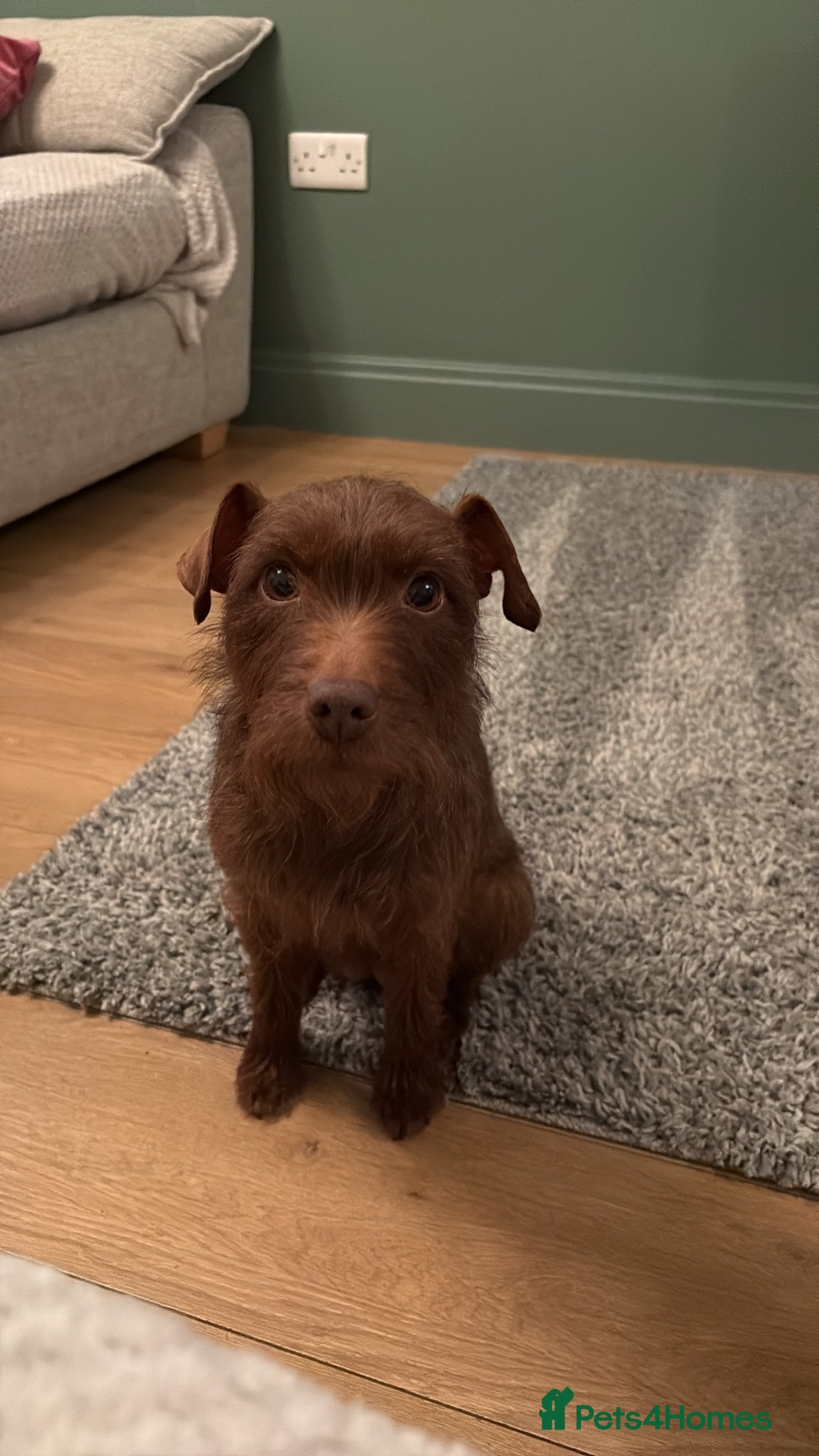 Patterdale Terrier dogs Patterdale bitch  - Advert 2