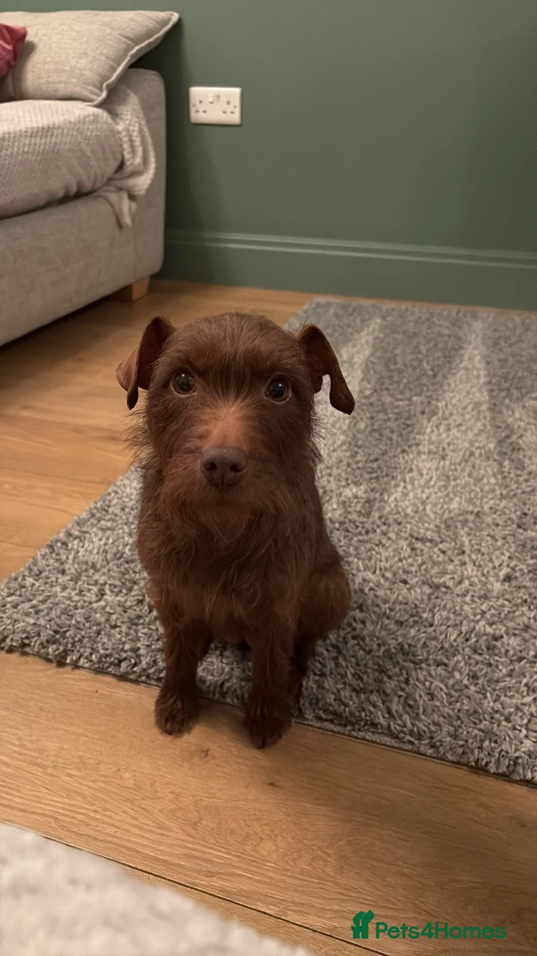 Patterdale Terrier dogs for sale: Patterdale bitch  - Advert 1