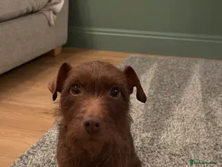 Patterdale Terrier dogs Patterdale bitch - Advert 6