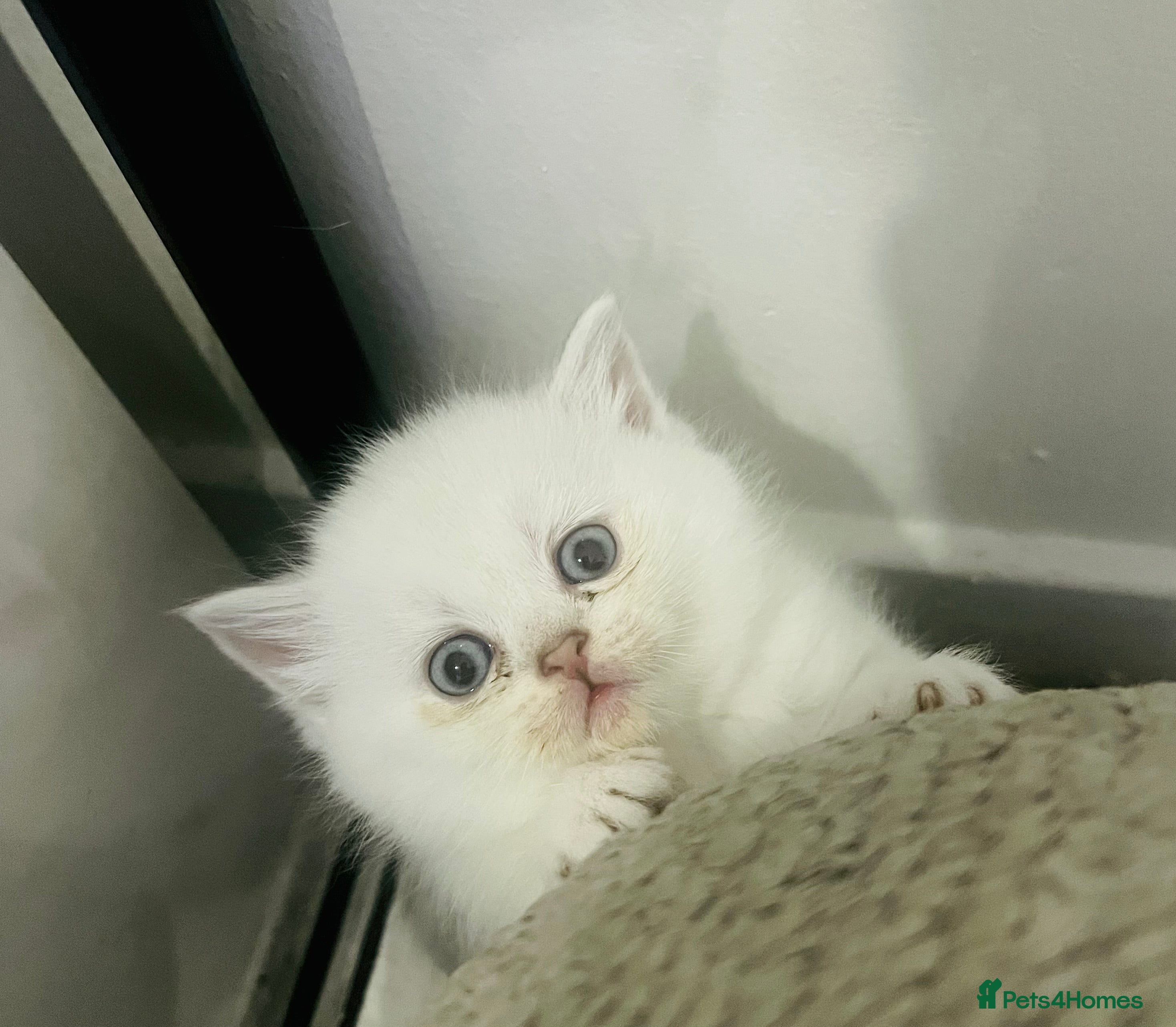 Scottish Fold cats Scottish straight and fold kittens - Advert 3