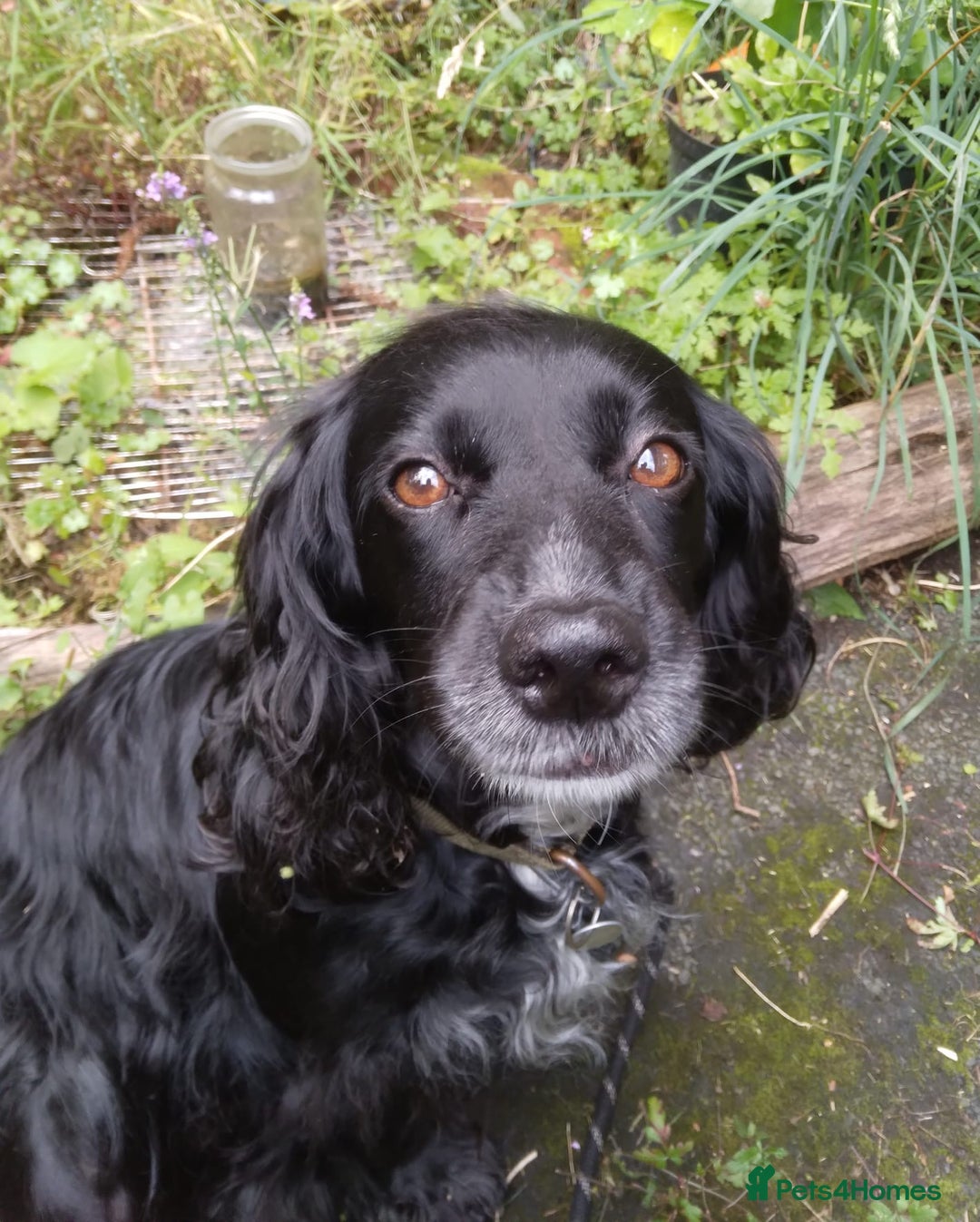 Cocker Spaniel dogs for sale: Loving and Sweet Cocker Spaniel for Adoption - Image 3