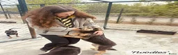Mixed Breed dogs for adoption: Noodle, 11 months approx. Available for adoption. - Advert 29