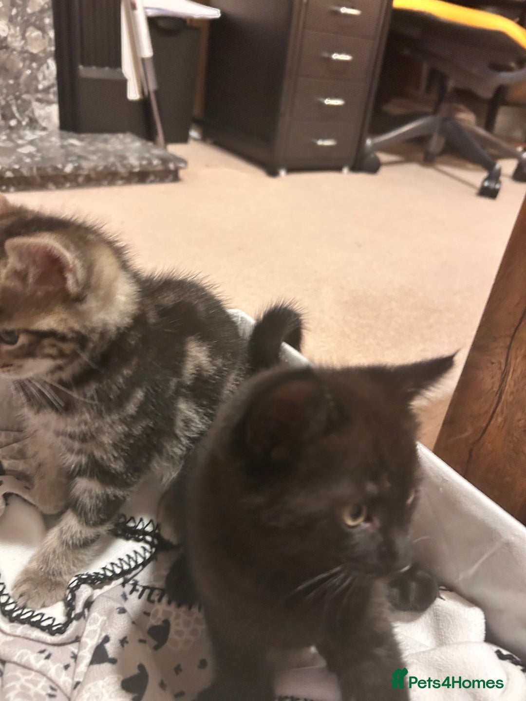 Mixed Breed cats for sale: Purr- fectly Adorable Kittens for loving homes - Advert 2